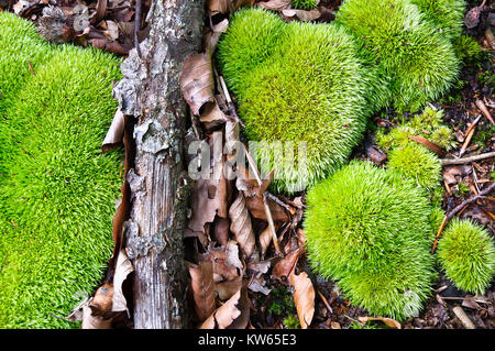 Grumi verdi di muschio con foglie e un bastone giacenti. Foresta Foto Stock