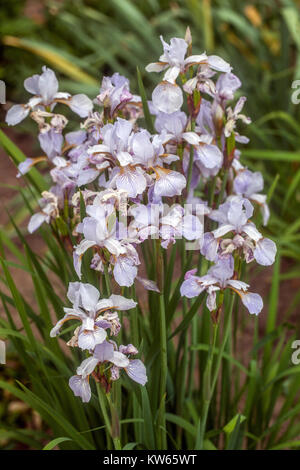 White Iris sibirica "Mrs Rowe" Foto Stock