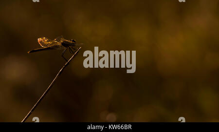 Una libellula con bokeh in background Foto Stock