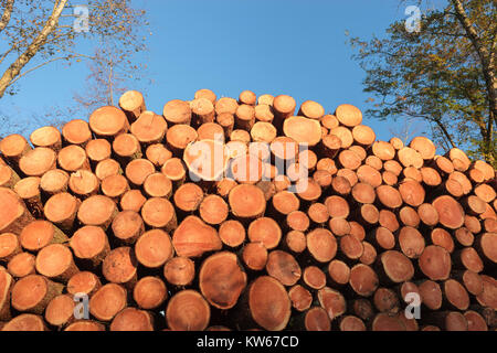 Pila di legname legname raccolto Carmarthenshire Galles Foto Stock