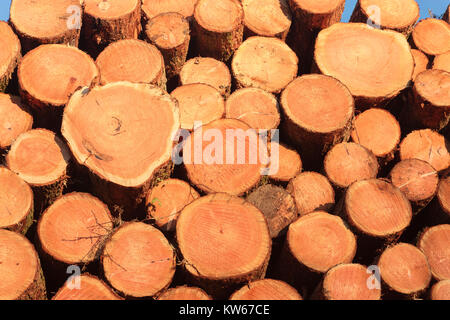 Pila di legname legname raccolto Carmarthenshire Galles Foto Stock