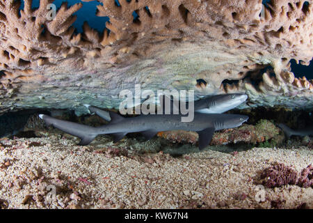 I capretti Whitetip Reef Shark Triaenodon obesus Foto Stock
