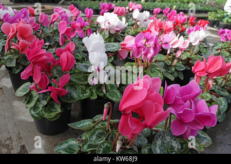 Ciclamino. Ciclamino fiori in fiore in serra pronto per la vendita. Rosa, viola, ornamentali, bianco, viola cyclamens con foglie di colore verde in contenitore di plastica Foto Stock