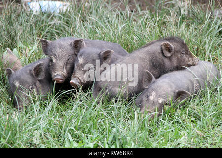 Maiali piccoli sull'erba verde nel villaggio, Laos Foto Stock