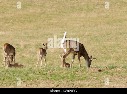 Maschio di cervo culbianco (odocoilus virginianus) mangiare come è excrementing Foto Stock