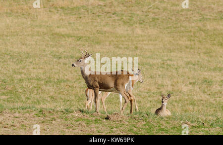 Maschio (buck) Culbianco deer (odocoilus virginianus) con altri cervi Foto Stock