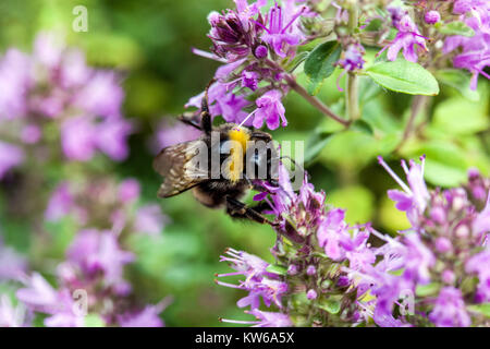 Timo comosus e bumble-bee, fiore bokeh di fondo Foto Stock