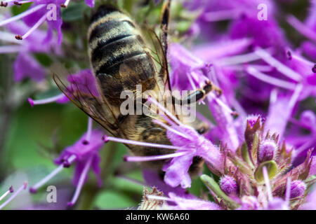 Thymus comosus e ape primo piano fiore Foto Stock