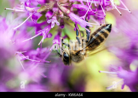 Primo piano ape miele su fiore primo piano Thymus comosus rosa viola, ape vegetale alle erbe su timo ape che si nutre in fiore Foto Stock