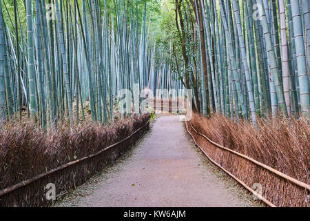 Giappone, isola di Honshu, la regione di Kansai, Kyoto Arashiyama Sagana, una foresta di bamboo Foto Stock