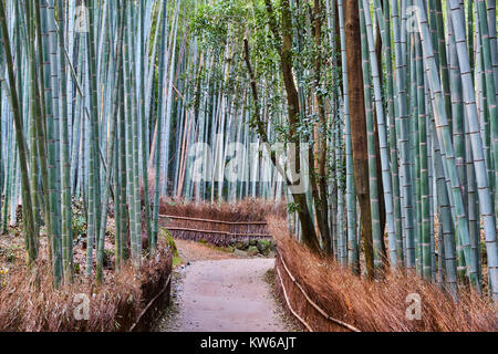 Giappone, isola di Honshu, la regione di Kansai, Kyoto Arashiyama Sagana, una foresta di bamboo Foto Stock