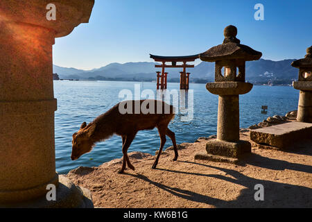 Giappone, Honshu island, l'isola di Miyajima, floating Miyajima torii gate del santuario di Itsukushima, sito Patrimonio Mondiale dell'UNESCO, il cervo Foto Stock