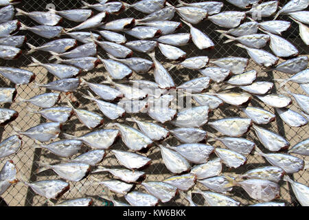 Pesce senza testa sotto il caldo sole sulla spiaggia Foto Stock