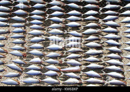 Le sardine a secco sotto il caldo sole sulla spiaggia Foto Stock