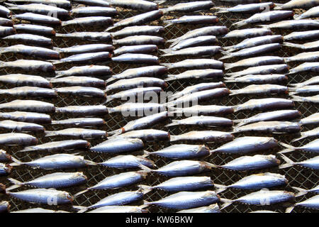 Sardine asciugare sotto il sole caldo in Thailandia Foto Stock