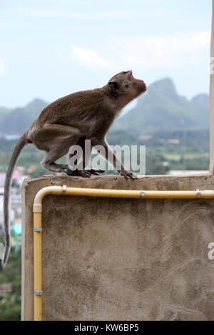 Monkey watn saltare al passo successivo sulla costruzione Foto Stock