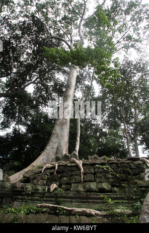 Grande albero sulla parete di Ta Prom, tempio di Angkor, Cambogia Foto Stock