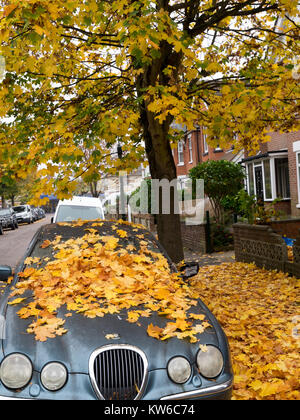 Auto parcheggiate in un inglese street sotto un albero con foglie cadute sul suo cofano e parabrezza e sul marciapiede. Foto Stock