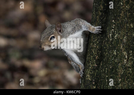 Uno scoiattolo grigio su un albero in Wales UK Foto Stock