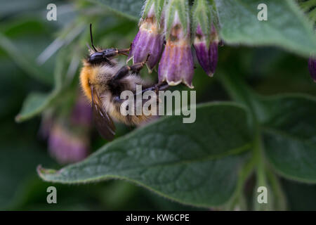 Un Ape su un fiore Comfrey Foto Stock