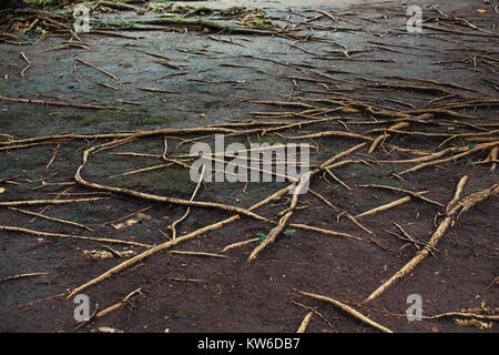 Tropical albero radici sul terreno bagnato in Bali Foto Stock