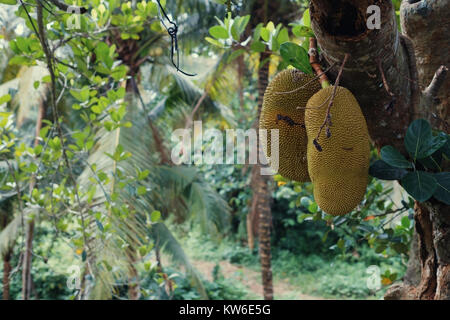 Big jackfruits su un albero in Indonesia Bali. Puzzolente e dolce cibo tropicale Foto Stock