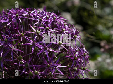 In prossimità di una grande viola Allium fiore con testa a forma di stella fiori inizi a girare alle sementi Foto Stock