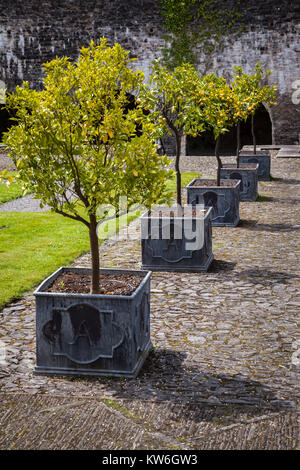 Una fila di maturi alberi di arancio dei frutti in piazza leadwork contenitori Foto Stock