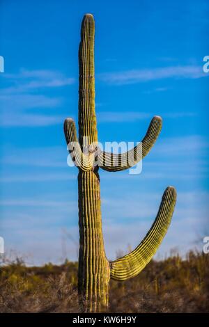 Bosque de Sahuaros matorral espinoso, pitaya, pitahaya y demas especies de plantas de Cactus característicos de los Valles , planicies, cerros y sierr Foto Stock