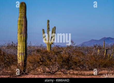 Bosque de Sahuaros matorral espinoso, pitaya, pitahaya y demas especies de plantas de Cactus característicos de los Valles , planicies, cerros y sierr Foto Stock