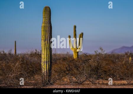 Bosque de Sahuaros matorral espinoso, pitaya, pitahaya y demas especies de plantas de Cactus característicos de los Valles , planicies, cerros y sierr Foto Stock