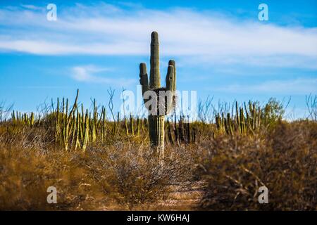 Bosque de Sahuaros matorral espinoso, pitaya, pitahaya y demas especies de plantas de Cactus característicos de los Valles , planicies, cerros y sierr Foto Stock