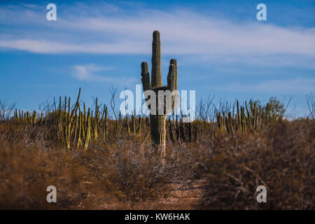 Bosque de Sahuaros matorral espinoso, pitaya, pitahaya y demas especies de plantas de Cactus característicos de los Valles , planicies, cerros y sierr Foto Stock