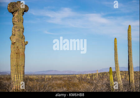 Detalle de Cactus que formaparte de onu bosque de Sahuaros y matorral espinoso y demas especies de plantas característicos de los Valles, planicies d Foto Stock
