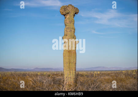 Detalle de Cactus que formaparte de onu bosque de Sahuaros y matorral espinoso y demas especies de plantas característicos de los Valles, planicies d Foto Stock