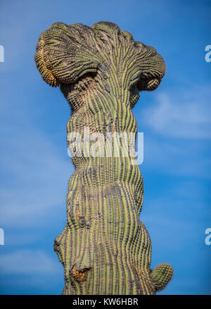 Detalle de Cactus que formaparte de onu bosque de Sahuaros y matorral espinoso y demas especies de plantas característicos de los Valles, planicies d Foto Stock