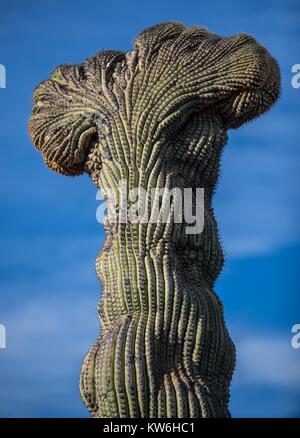 Detalle de Cactus que formaparte de onu bosque de Sahuaros y matorral espinoso y demas especies de plantas característicos de los Valles, planicies d Foto Stock