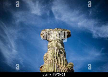 Detalle de Cactus que formaparte de onu bosque de Sahuaros y matorral espinoso y demas especies de plantas característicos de los Valles, planicies d Foto Stock