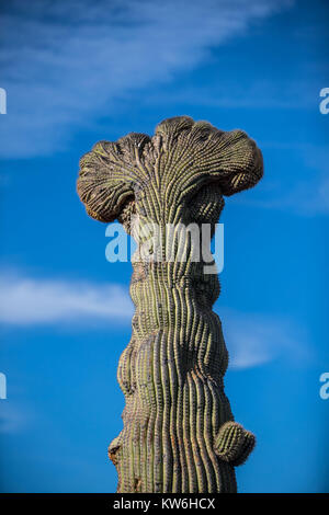Detalle de Cactus que formaparte de onu bosque de Sahuaros y matorral espinoso y demas especies de plantas característicos de los Valles, planicies d Foto Stock