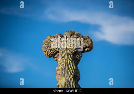 Detalle de Cactus que formaparte de onu bosque de Sahuaros y matorral espinoso y demas especies de plantas característicos de los Valles, planicies d Foto Stock