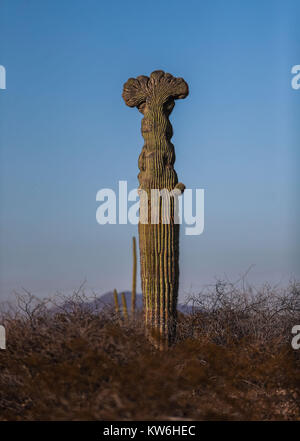 Detalle de Cactus que formaparte de onu bosque de Sahuaros y matorral espinoso y demas especies de plantas característicos de los Valles, planicies d Foto Stock