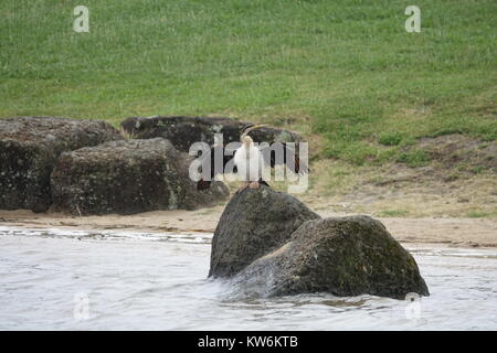 Australian Darter ali di essiccazione Foto Stock