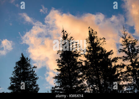 Corvi seduti sulle cime degli Alti abeti contro la luce (Ucraina, Carpazi, Dragobrat) Foto Stock