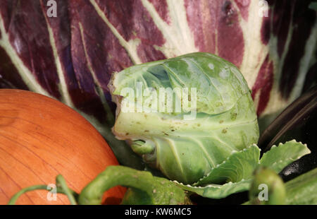 Close-up di un piatto vegano con i cavoli di Bruxelles di radicchio e cipolla Foto Stock