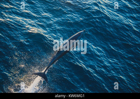 Dolphin all Oceano Pacifico Foto Stock