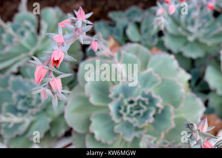 Echeveria Curly lucchetti resistenti alla siccità e lasciava in grigio piante in fiore con fiori di colore rosa che cresce in un giardino di Los Angeles, la California USA KATHY DEWITT Foto Stock