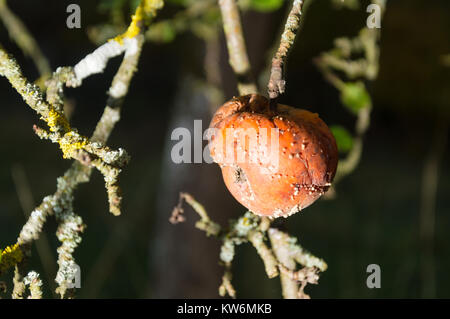 Marciume apple appeso su albero Foto Stock