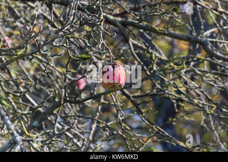 Marciume apple appeso su albero Foto Stock