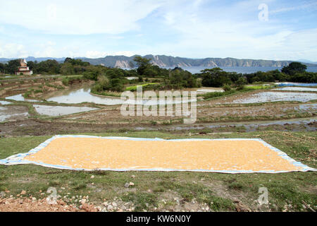 Asciugare i semi di mais e riso in campi di Samosir, Indonesia Foto Stock