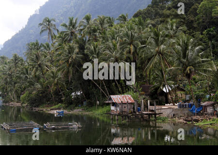 Alberi di palma e pesce terrapieno sul Lago Maninjau in Indonesia Foto Stock